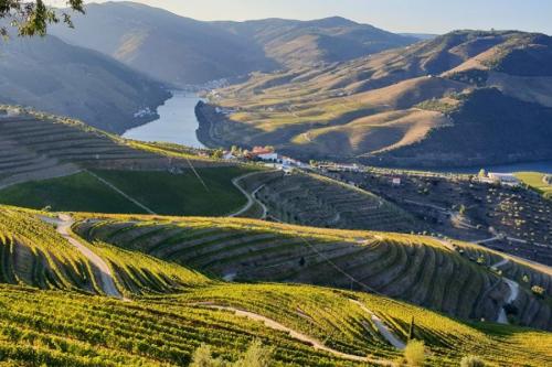 D.O. Ribera Del Duero