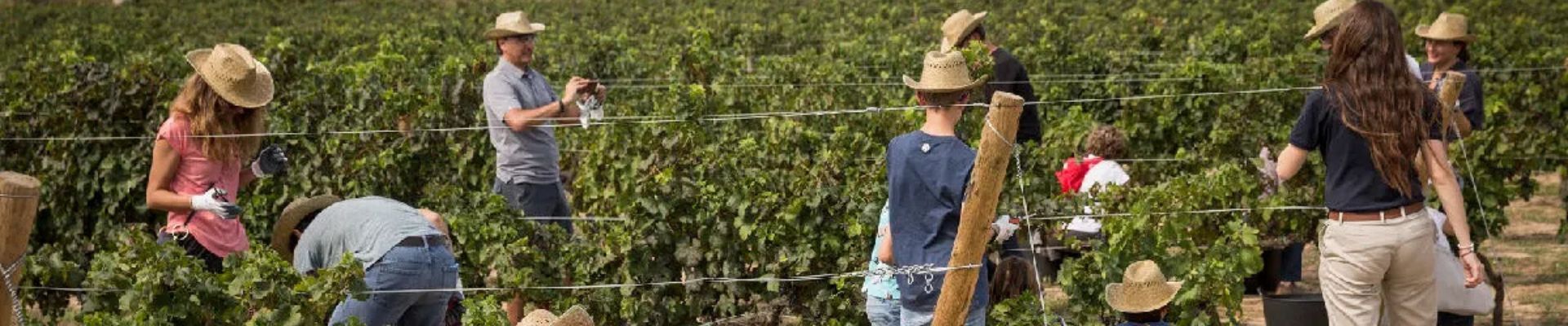 Experiencia de vendimia en bodega