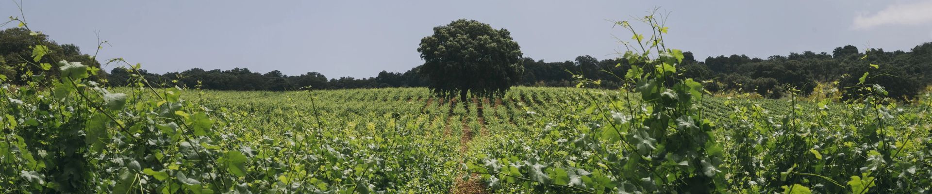 Inmersión en el terruño